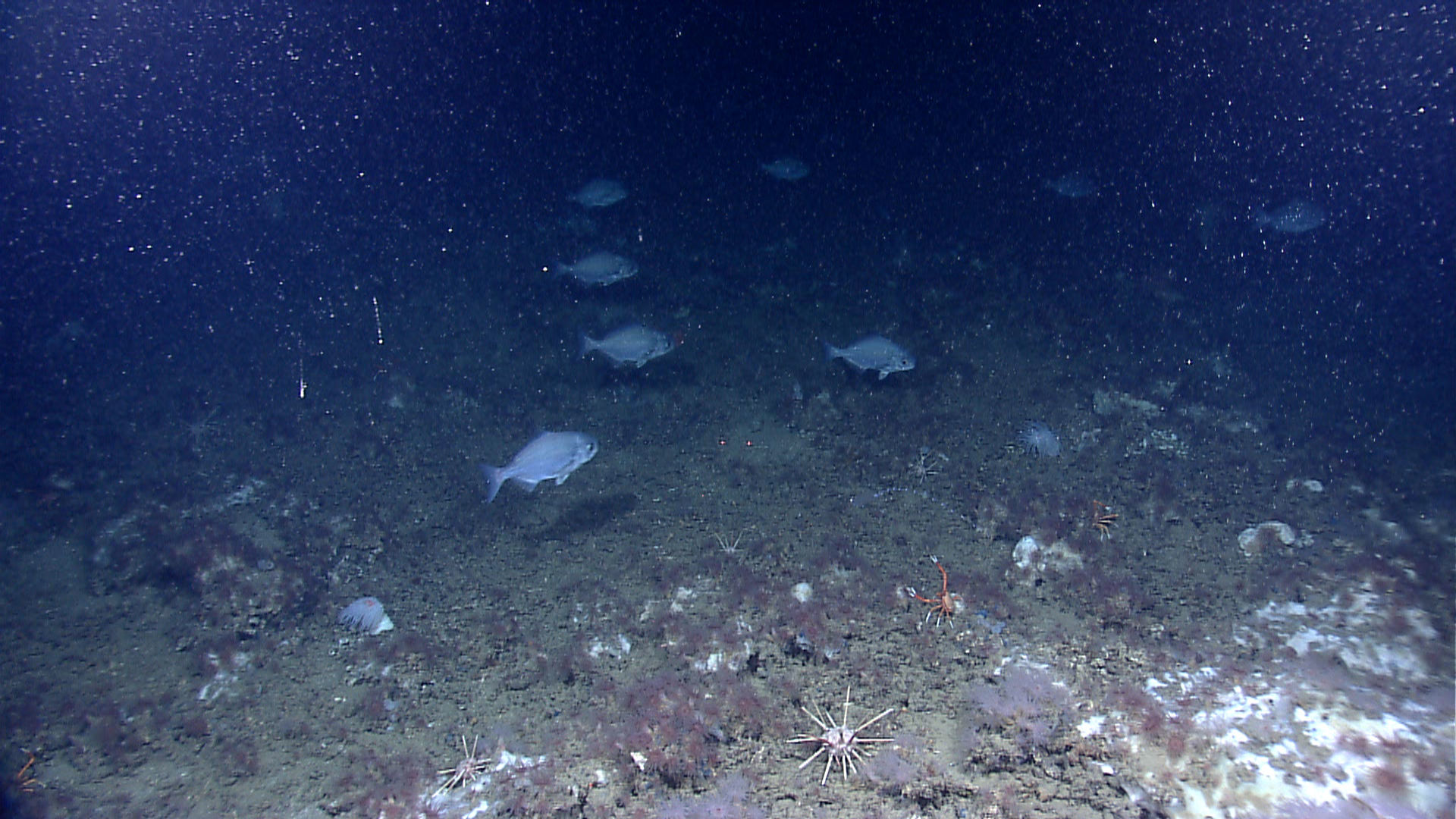 Image of Stout Beardfish