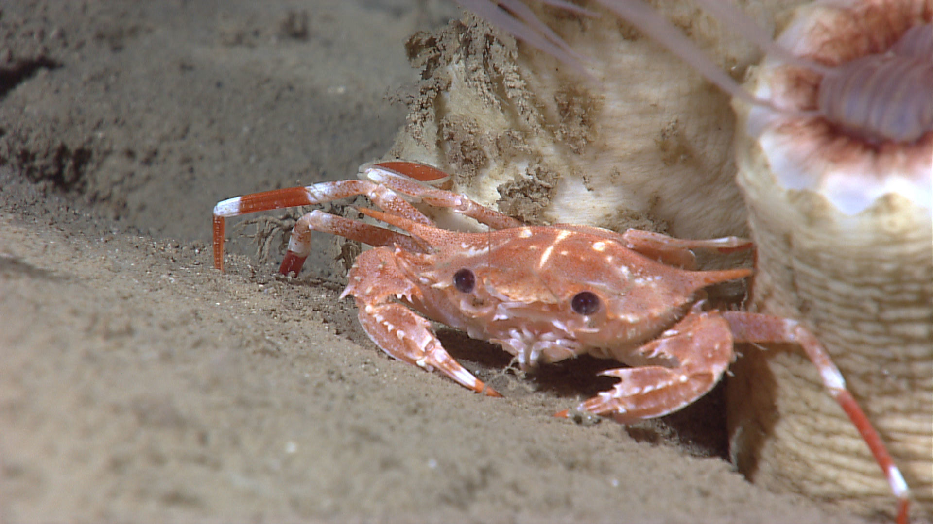 Image of swimming crabs