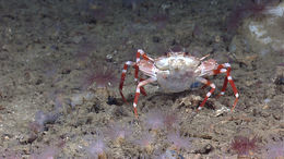 Image of swimming crabs