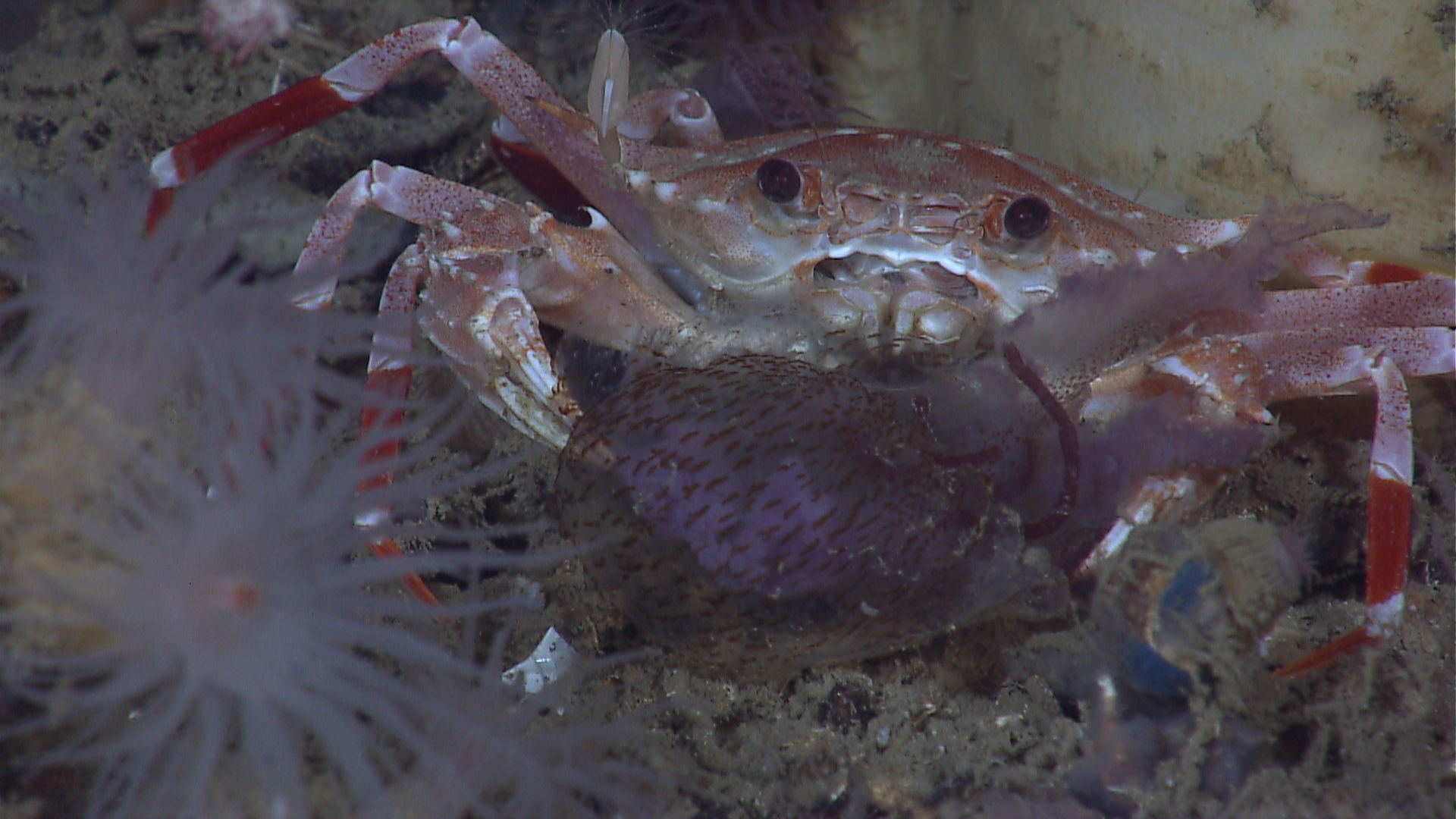 Image of swimming crabs