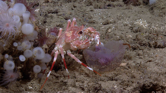 Image of swimming crabs