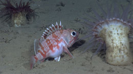 Image of scorpionfishes