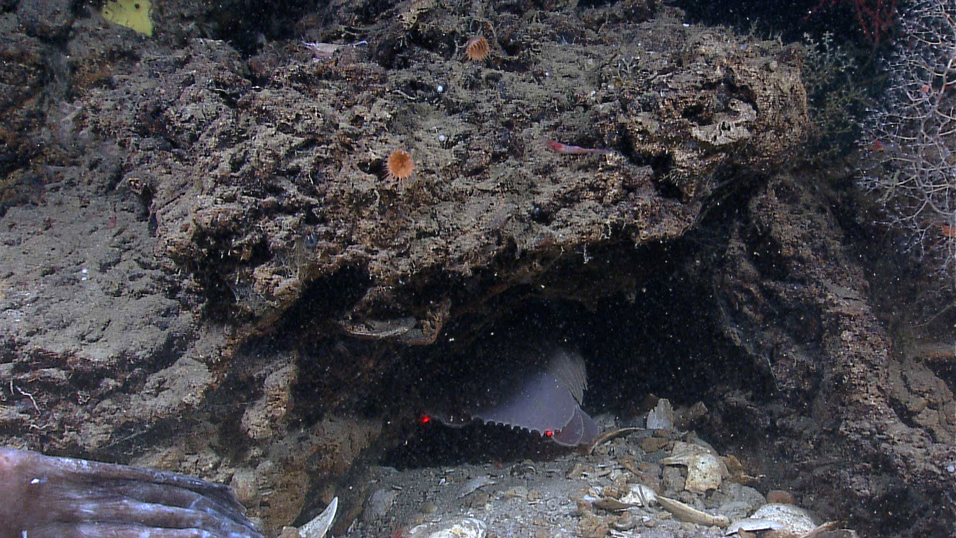 Image of Giant Isopods