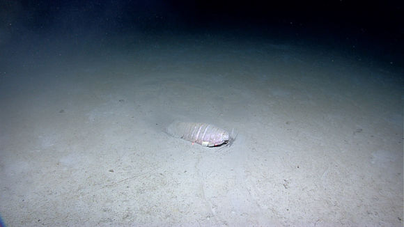 Image of Giant Isopod