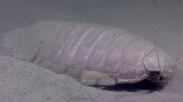 Image of Giant Isopod