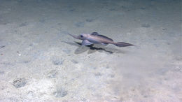 Image of Bentnose Rabbitfish