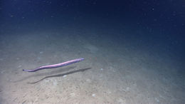 Image of true eels
