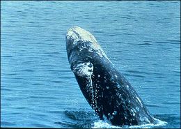 Image of Gray Whale