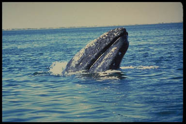 Image of Gray Whale