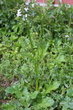Image of lyreleaf sage