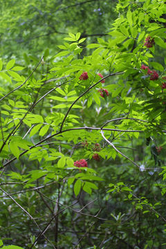 Image of red elderberry