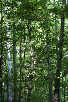 Image of American Holly