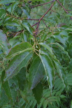 Image of common persimmon