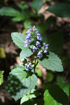 Image of hairy skullcap
