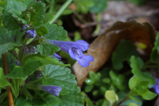 Image of ground ivy