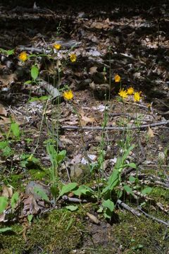 Image of twoflower dwarfdandelion