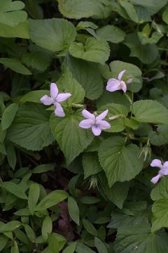 Image of striped cream violet