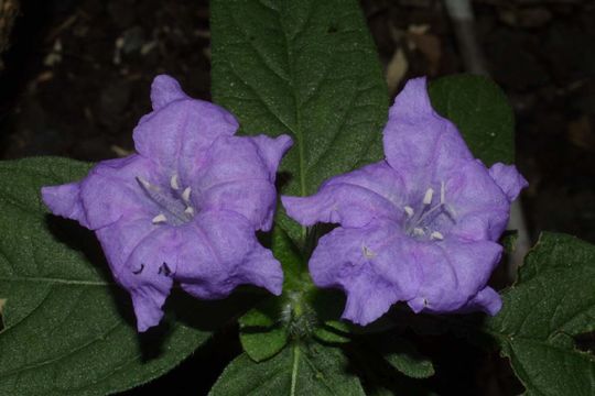 607.http bioimages vanderbilt edu baskauf 27700.580x360