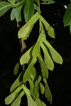 Image of Manitoba Maple