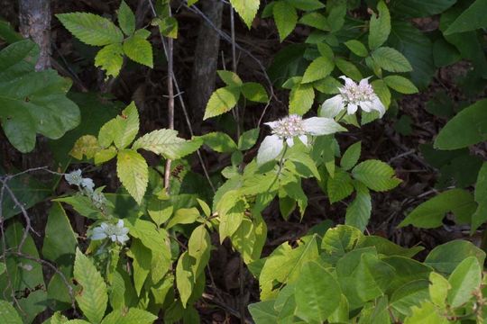 Image of southern mountainmint