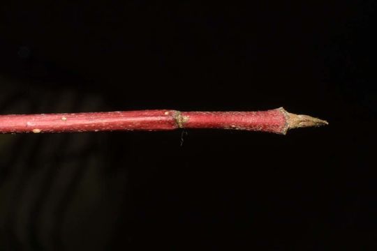 607.http bioimages vanderbilt edu baskauf 30961.580x360