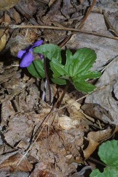 Image of Wood Violets