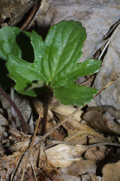 Image of Wood Violets