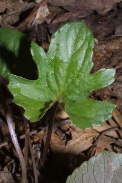 Image of Wood Violets