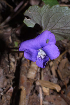 Image of Wood Violets