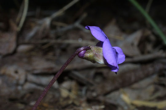 Image of Wood Violets