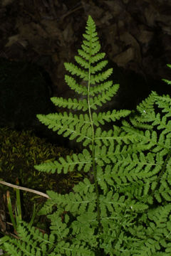 Image of bluntlobe cliff fern