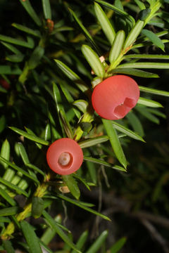 Image of Canadian Yew