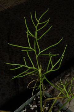 Image of triangle waterfern