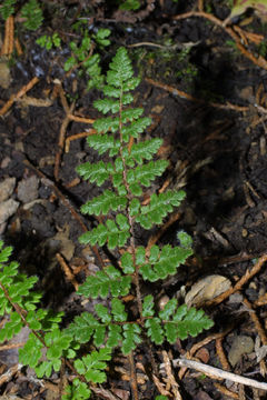 Image of hairy lipfern