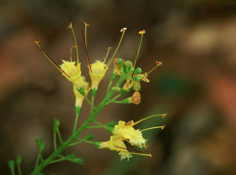 Image of richweed
