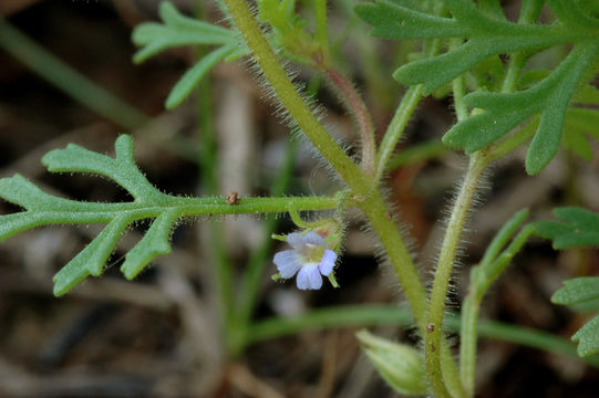 607.http bioimages vanderbilt edu hessd e5304.580x360