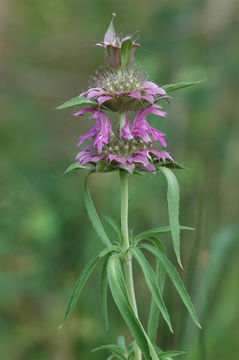 Image of Lemon mint