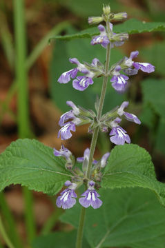 Image of nettleleaf sage