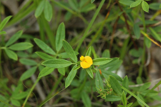 Image of sidebeak pencilflower