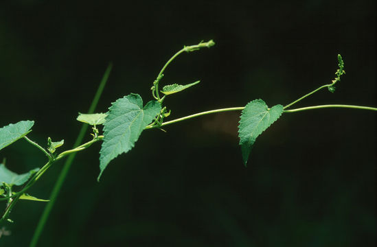607.http bioimages vanderbilt edu hessd e5385.580x360