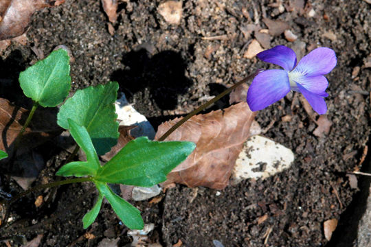 Image of Wood Violets