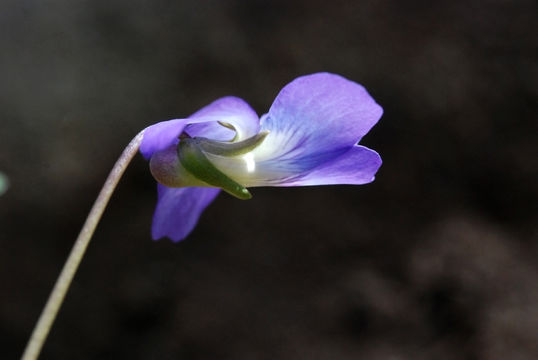 Image of Wood Violets