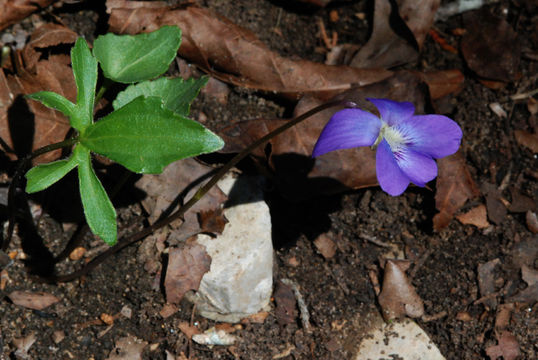 Image of Wood Violets