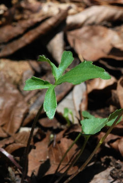Image of Wood Violets