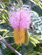 Слика од Dichrostachys cinerea (L.) Wight & Arn.