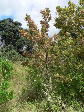 Image of <i>Dodonaea viscosa</i> Jacq.