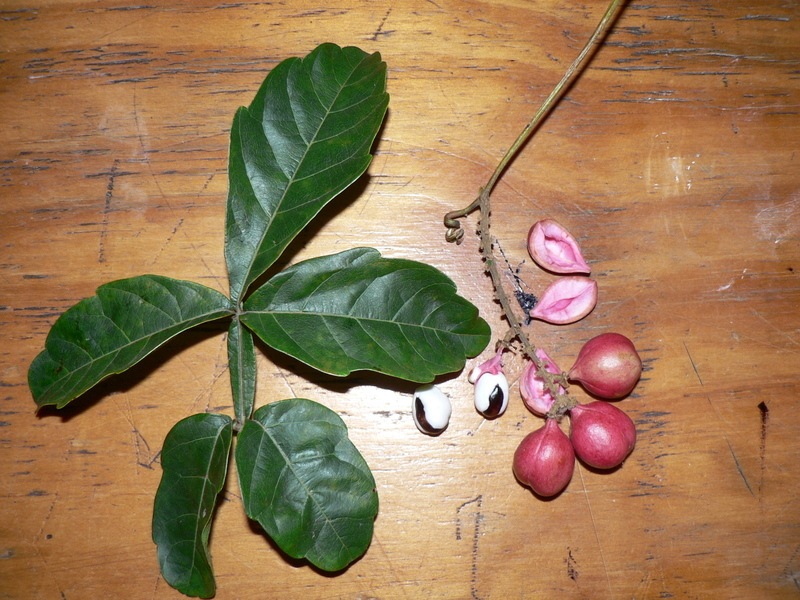 صورة Paullinia pinnata L.