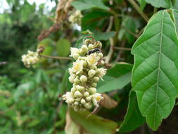 Слика од Paullinia pinnata L.