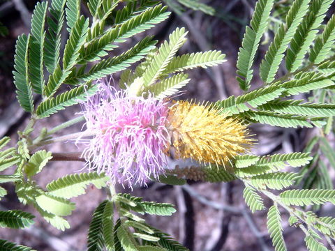 Imagem de Dichrostachys cinerea (L.) Wight & Arn.