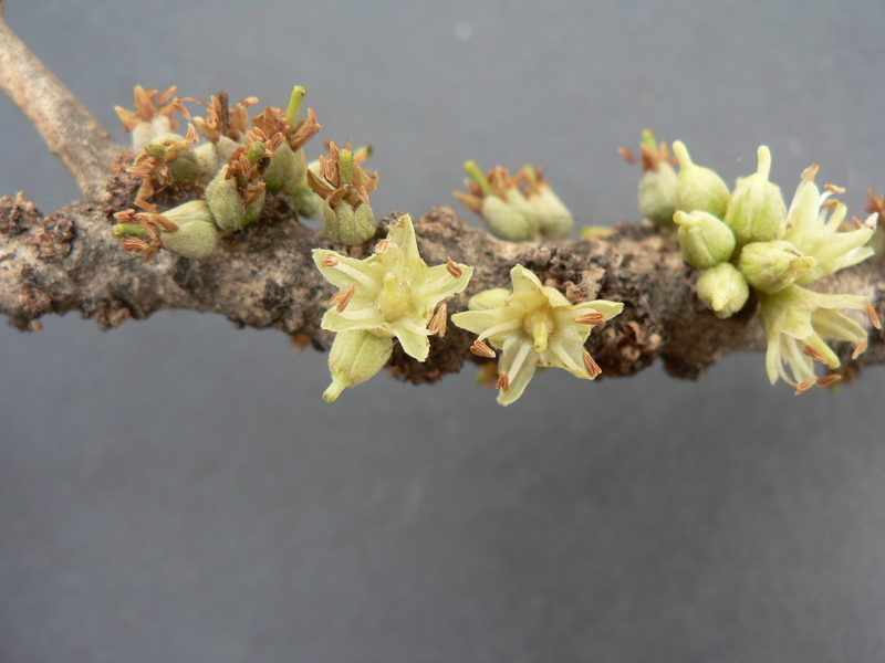 Sivun Synsepalum brevipes (Baker) T. D. Penn. kuva